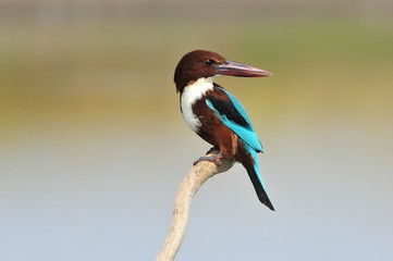 Obraz premium White throated kingfisher (Halcyon smyrnensis)