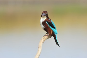 White throated kingfisher (Halcyon smyrnensis)