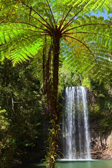 Fototapety  paproć drzewiasta i wodospad w raju tropikalnych lasów deszczowych