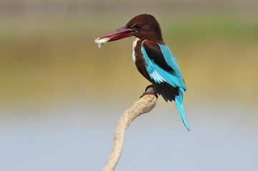 White throated kingfisher with fish