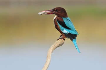 White throated kingfisher with fish