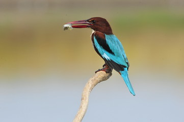 White throated kingfisher with fish