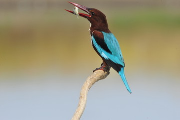 White throated kingfisher with fish