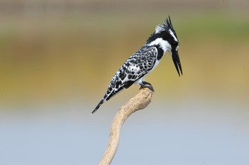 Obraz premium Pied Kingfisher (Ceryle rudis)