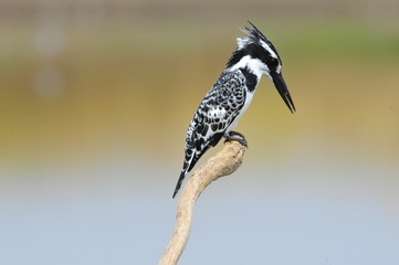 Pied Kingfisher (Ceryle rudis)