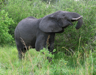 Naklejka premium Elephant in green vegetation