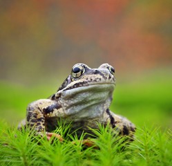 Common Frog Portrait