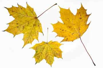 Autumn yelow maple leafs.