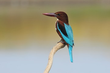 White throated kingfisher - Halcyon smyrnensis