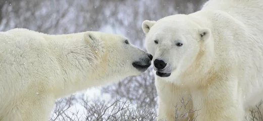 Fotobehang Twee ijsberen. © Uryadnikov Sergey