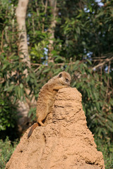 Meerkat