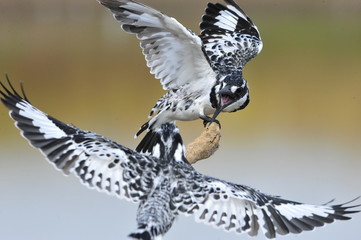 Two kingfisher fight for place