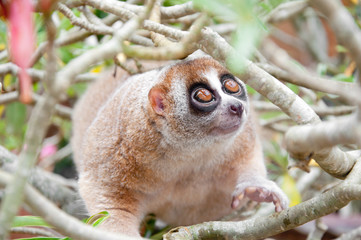 Obraz premium Slow loris