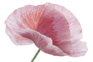 Fototapeta premium poppy