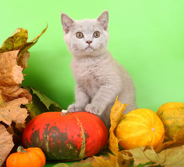 British lilac kitten with a pumpkin