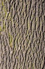 Tree trunk