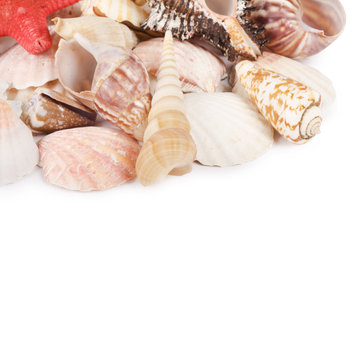 Sea shell  isolated on a white
