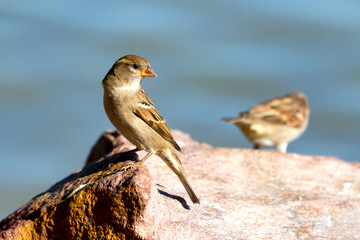 Sparrows