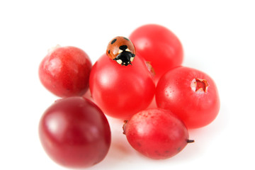 ladybug on cranberries