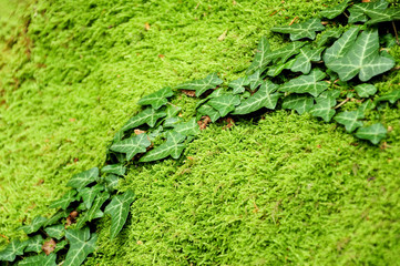 ivy growing on mossy stone