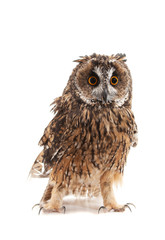 Fototapeta premium long-eared owl isolated on white background