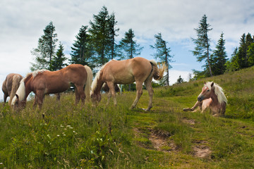 Obraz na płótnie Canvas Horse family on Zwolferhorn