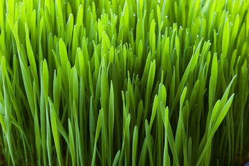 Fototapeta na wymiar Organicznych trawy pszenicznej