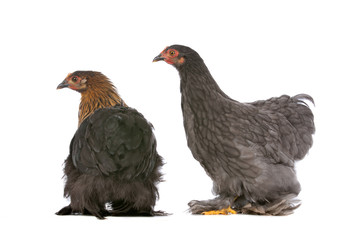 Two chickens