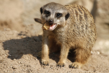 Erdmännchen mit Futter