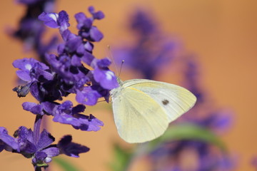 ラベンダーとモンシロチョウ