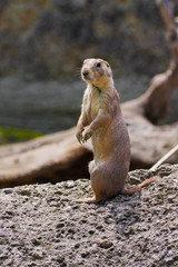 Prairie dog (Cynomis ludovicianus) portrait in Salzburg zoo