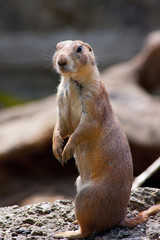 Prairie dog (Cynomis ludovicianus) portrait in Salzburg zoo