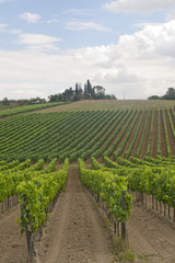 Fototapeta na wymiar Krajobraz z winnic w lecie w pobliżu Montepulciano