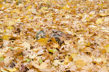 The fallen down turned yellow leaves on the earth in wood