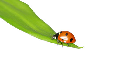 ladybug