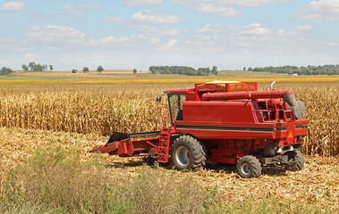Fototapeta premium Combine Harvesting Corn Crop