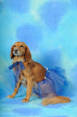 cagnolina ballerina