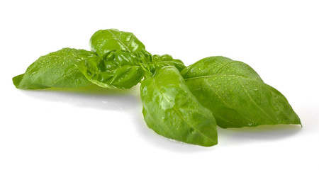 Leaves of basil