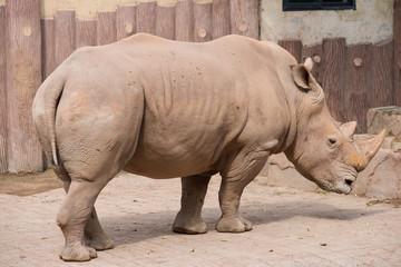 Rhinoceros