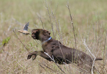 braco cazando codornices
