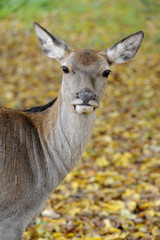 deer's head