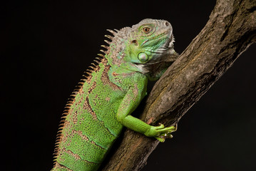 iguana