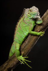iguana
