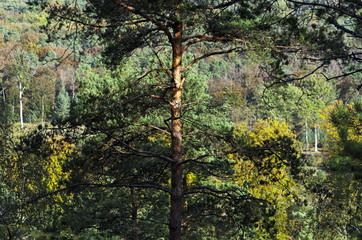 pin parasol, forêt d'Ile de France