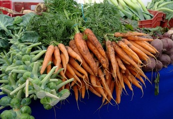 Fresh garden carrots