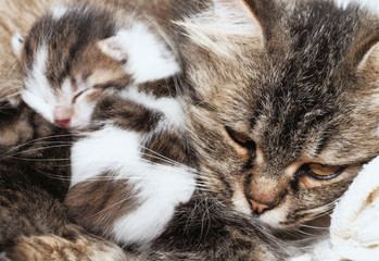cat and kitten hugs