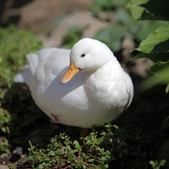 Weisse Ente