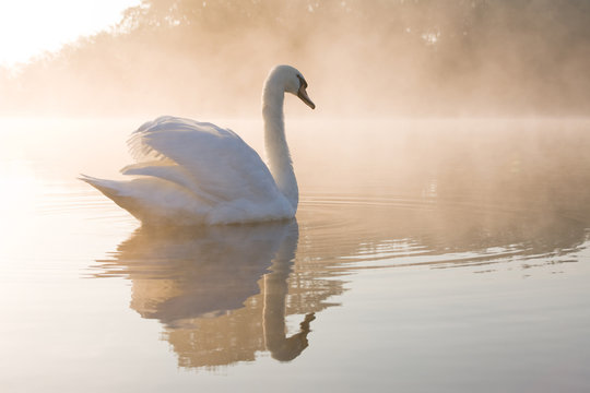 Pale dawn Swan