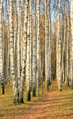 Obraz premium Pathway in an autumn birch grove