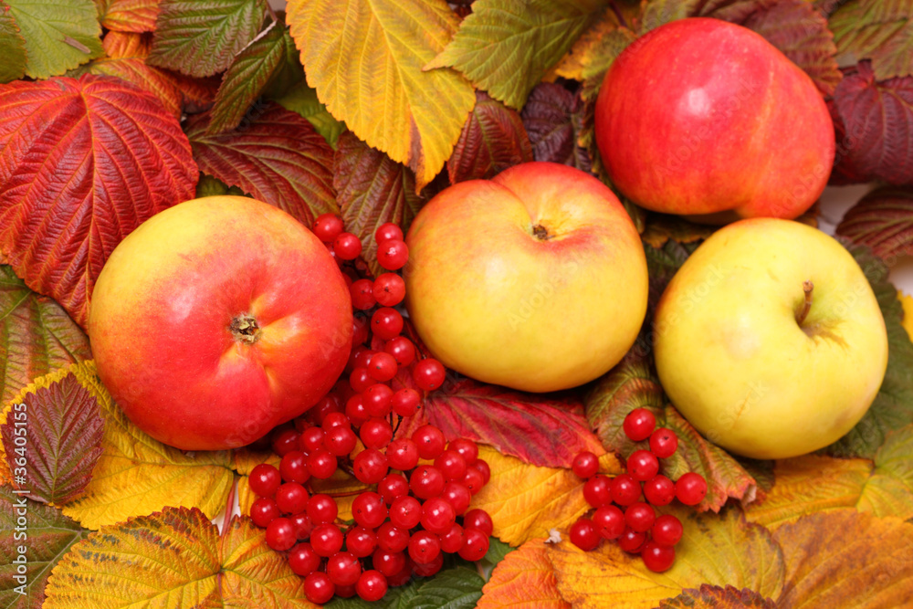 Wall mural Apples and red viburnum